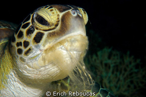 Hungry turtle chewing on soft coral by Erich Reboucas 